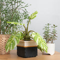 Perler 3D Monstera Plant Fused Bead Activity Kit